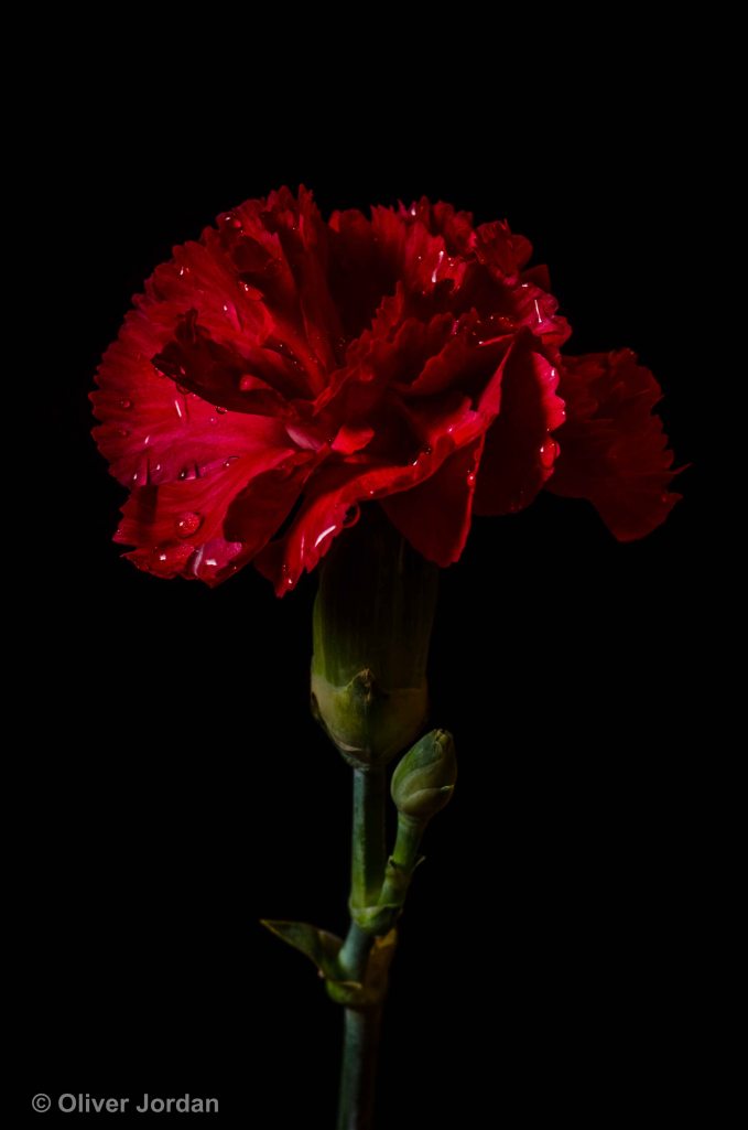 carnation flower