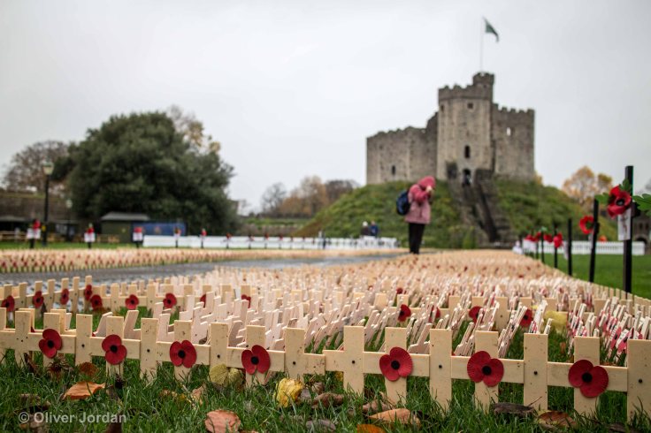 Remembrance poppies. 